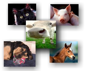 animalcol.jpg (23653 bytes)